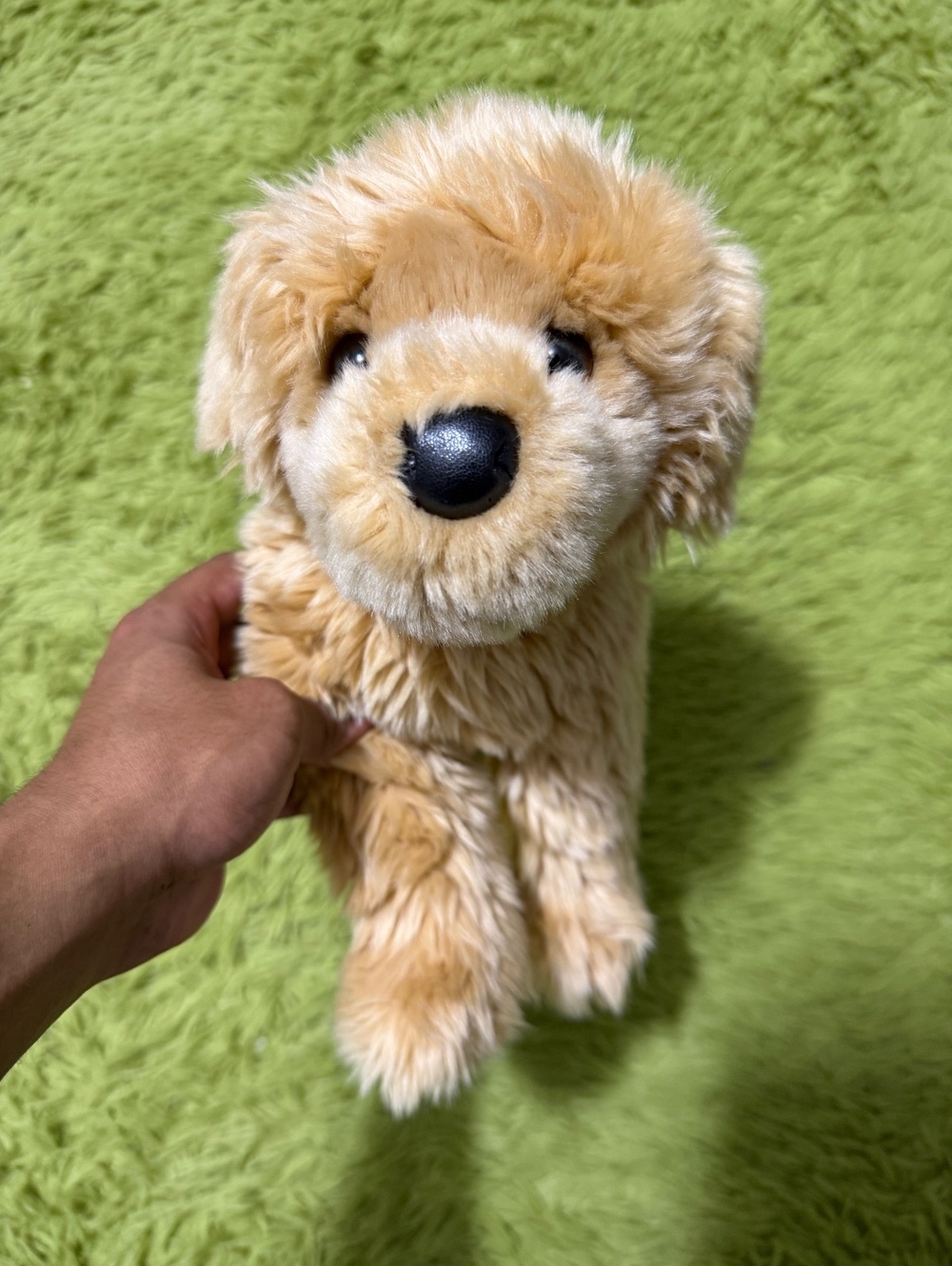Douglas Honey Golden Retriever “15”